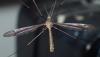 Tipula lateralis